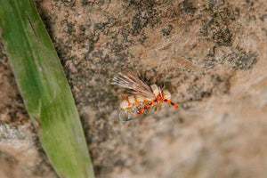 Stone Hopper